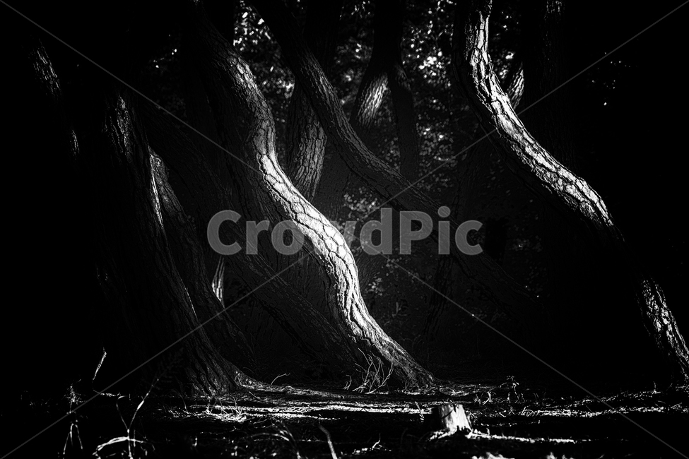 숲,소나무숲,삼릉숲,소나무,나무,식물,자연,plants,nature,나무,trees,wood