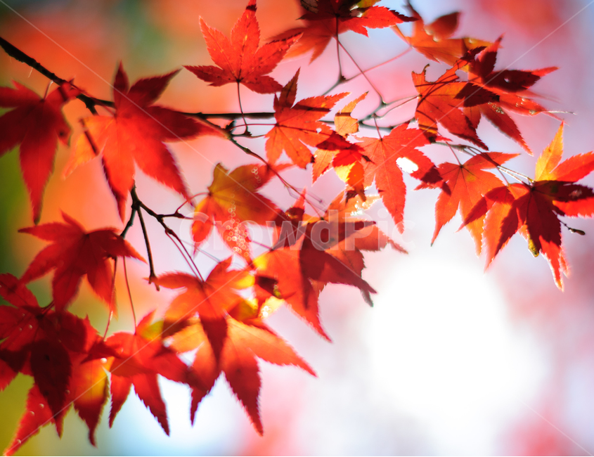가을,단풍,낙엽,레드,붉은,빨강,나뭇잎,가을,계절,fall,autumn,season,식물,자연,plants,nature,plant,leaf,잎,tree,나무