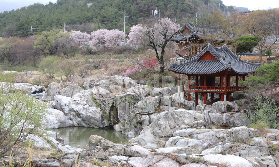 pink,Cherry Blossom,blossom,nature,pavilion culture,tree,Hamyang,sperm,Hwarimdong Valley,Tangible cultural property,flower,cherry blossom tree,spring,spring flowers,rock,Namgang,Cultural Heritage,Hamyang Geoyeonjeong Pavilion,river water,plant