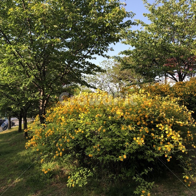 자연,식물,꽃,나무,하늘,nature,plants,flower,tree,sky,노랑,초록,yellow,green,skyblue,shokubutsu,hana,ki,sora,kiiro,midori,식물,자연,plants,nature,꽃,flower