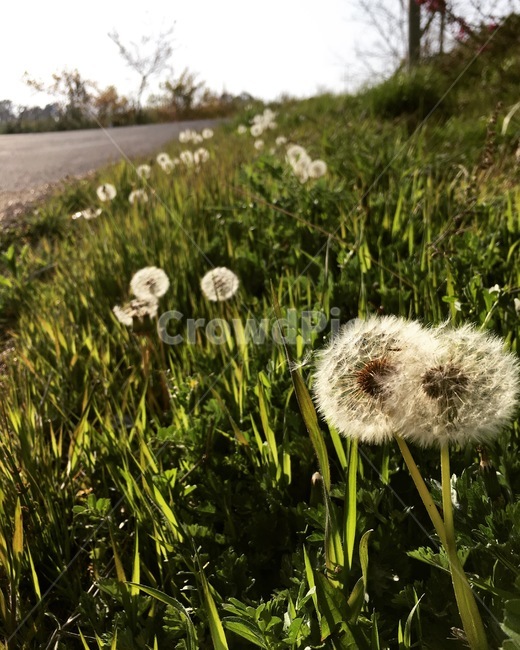 꽃,봄,민들레,민들레씨앗,풀,봄,계절,spring,season,식물,자연,plants,nature,꽃,flower,plant,blossom