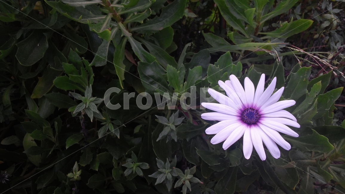 꽃,야생화,플라워,꽃잎,flower,여름꽃,꽃이름,꽃송이,식물,자연,plants,nature,꽃,flower