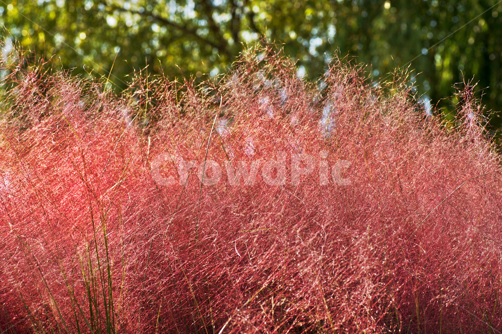 핑크뮬리,pinkmuhly,쥐꼬리새류,여러해살이풀,분홍억새,헤어리온뮬리,걸프뮬리,정원식물,가을,계절,fall,autumn,season,tree,나무,plant,식물,vegetation,초목,bush,부시,maple,단풍