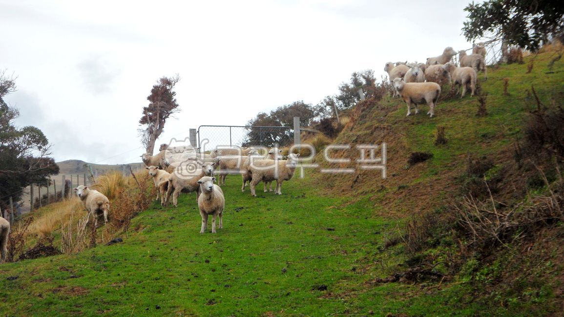 뉴질랜드,양,목장,자연풍경,배경,방목,목가적인,자연,산,언덕,잔디,경치,하늘,목초지,나무,옥외,경사,녹색,고원,산맥,연안,고지,산악지형,자연경관,남섬,해외,외국,해외자연풍경,외국자연풍경,동물,농장,newzealand,sheep,pasture,background,grazing,idyllic,nature,mountain,hill,grass,landscape,sky,meadow,trees,outdoors,slope,green,plateau,mountainrange,coast,highland,mountainouslandforms,naturelandscape,southisland,overseas,foreign,overseasnaturallandscape,foreignnaturallandscape,animal,farm