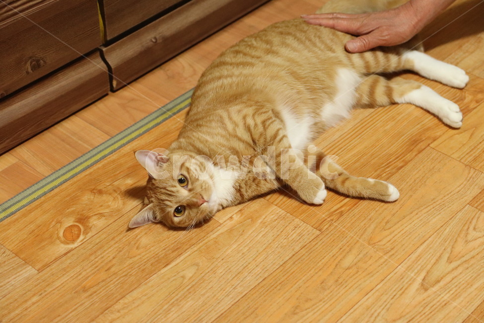고양이,캣,코숏,코리아숏헤어,반려묘,반려동물,동물,치즈코숏,노란고양이,집고양이,길고양이,cat,동물,animal,포유류,mammal,고양이,cat,kitten,kitty