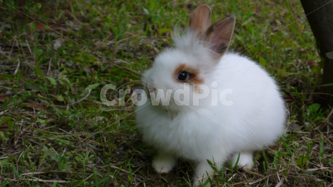 animal,동물,baby,토끼,rabbit,동물,animal,포유류,mammal