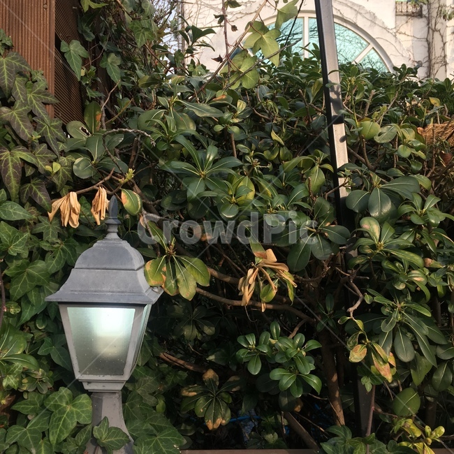등불,덩쿨나무,덩쿨,풀,가로등,식물,자연,plants,nature