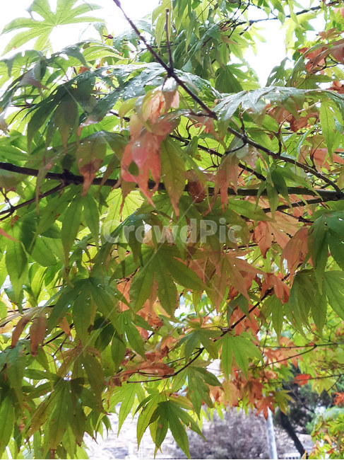 나무,단풍나무,물기,이슬,단풍,tree,leaf