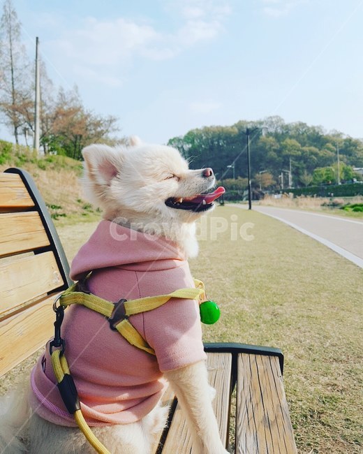 강아지,개,폼피츠,포메라니안,상쾌,dog,기분,동물,animal,포유류,mammal,개,강아지,dog,doggy