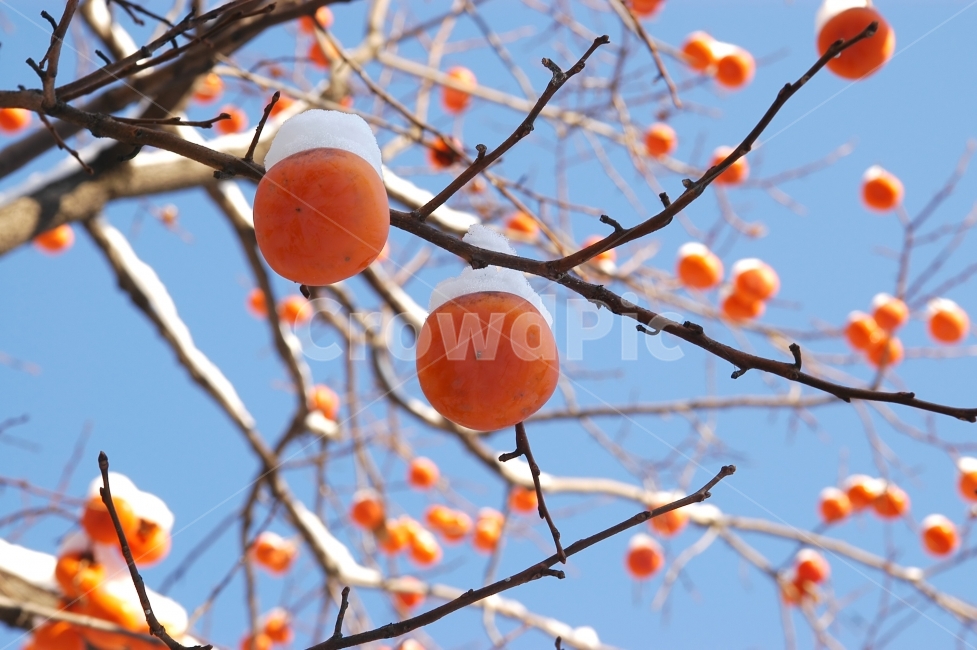 감,감나무,눈,겨울,과일,나무,나뭇가지,계절,자연,맑음,겨울,계절,winter,season,음식,식재료,요리,food,cook,meal,dishes,food reserves,과일,열매,fruit
