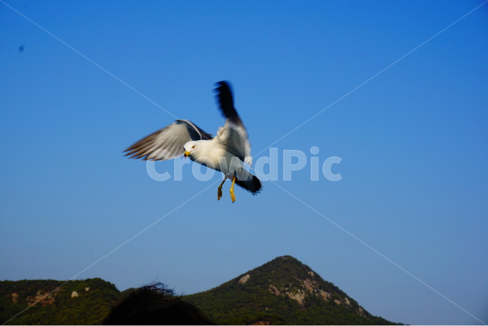 갈매가,새,바다새,바다,새우깡,조류,seagull,bird,새날개,날매기날개,갈매기부리,산,하늘,동물,animal,조류,새,birds
