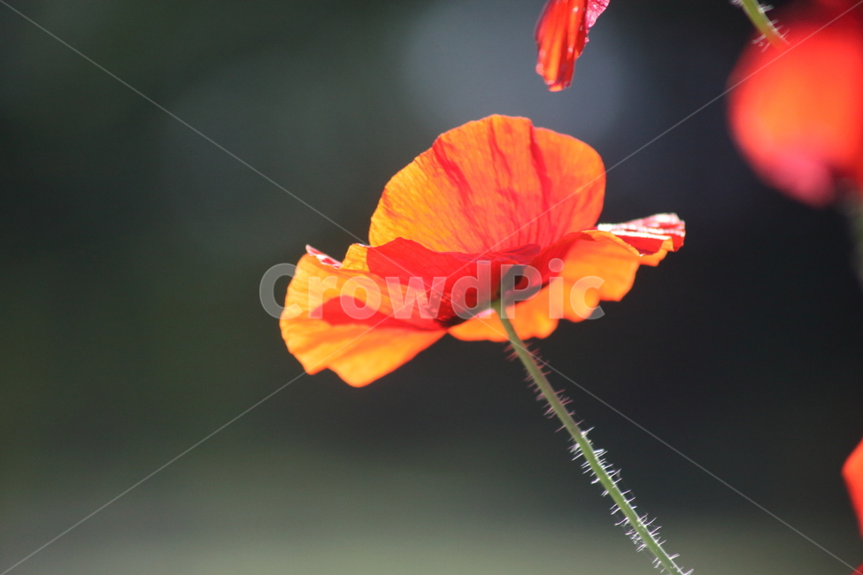 꽃양귀비,개양귀비,양귀비,꽃,poppy