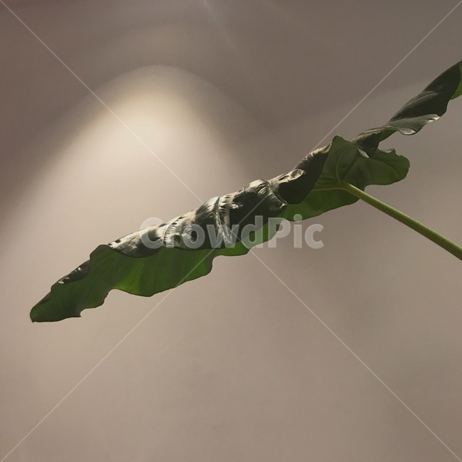 식물,나뭇잎,빛,green,leaf,light,flant