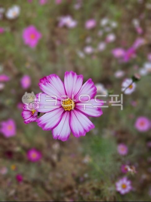 petal,fall flowers,daisy,Cosmos,flower