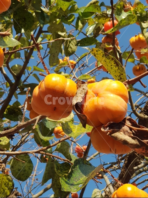 plant,식물,produce,food,과일