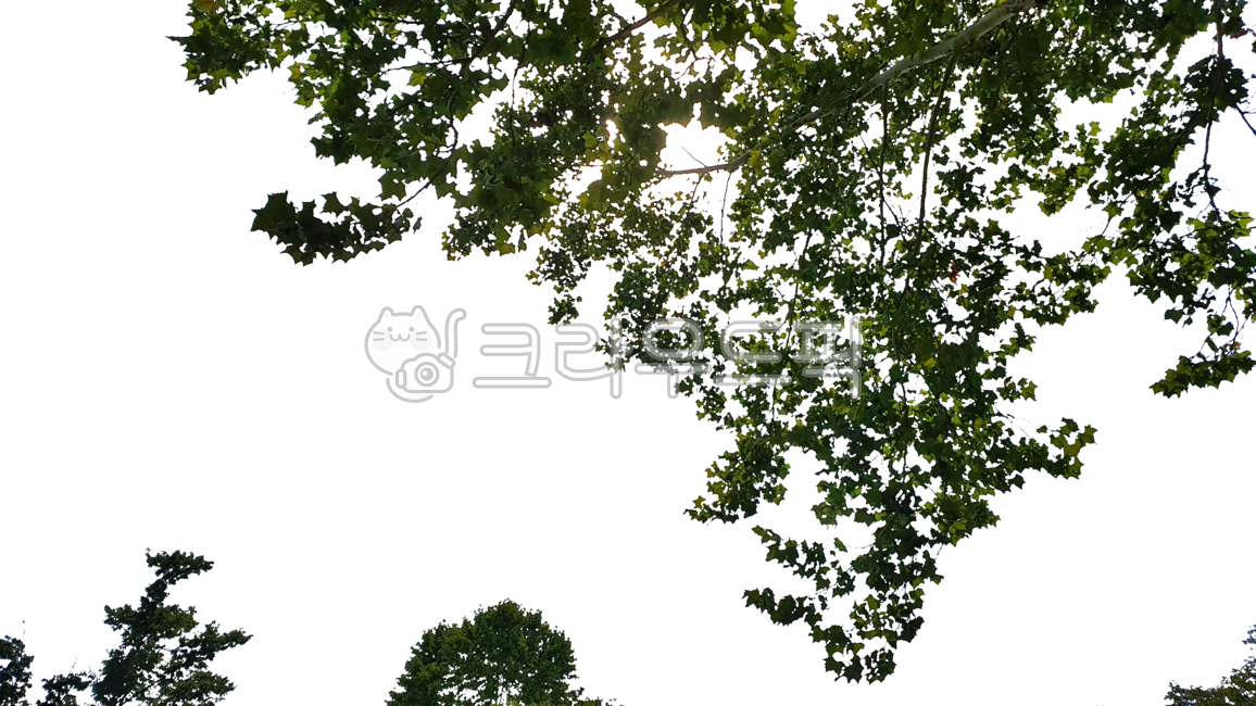 green leaves,vegetation,Namukki,leaves png,Leaves,cloud tree,tree sky,tree png,sky,leaf shadow,nature,tree shade,tree,sky tree,The tree I looked up at,leaf,sunlight,tree shadow,silhouette,tree seen from below