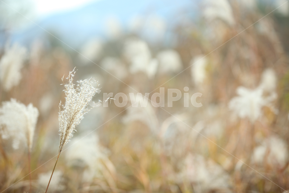 가을,가을풍경,가을갈대,갈대,갈대숲,자연,계절,fallautumnseason,식물,plants,가을,계절,fall,autumn,season,식물,자연,plants,nature,감성,sensible,feeling,plant,grass,잔디