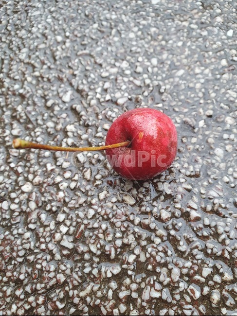 plant,식물,과일,빨간색,열매,자연,과일,열매,fruit