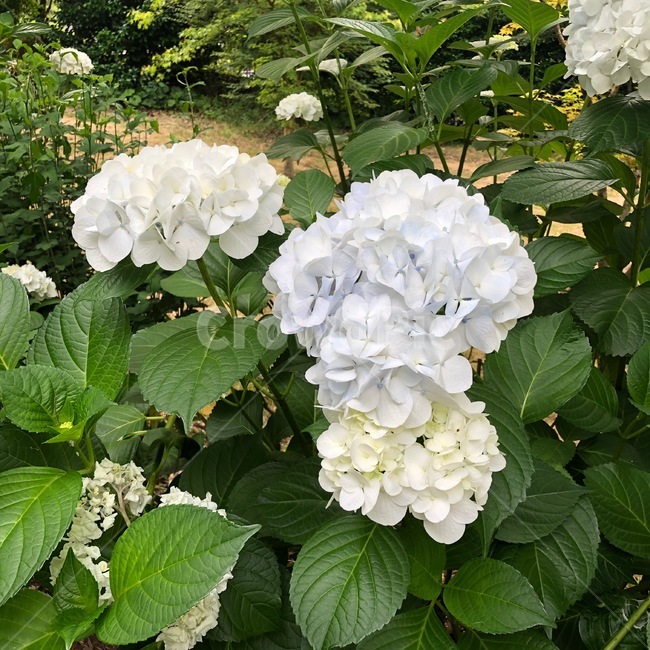 plant,식물,flower,꽃,일본,자연