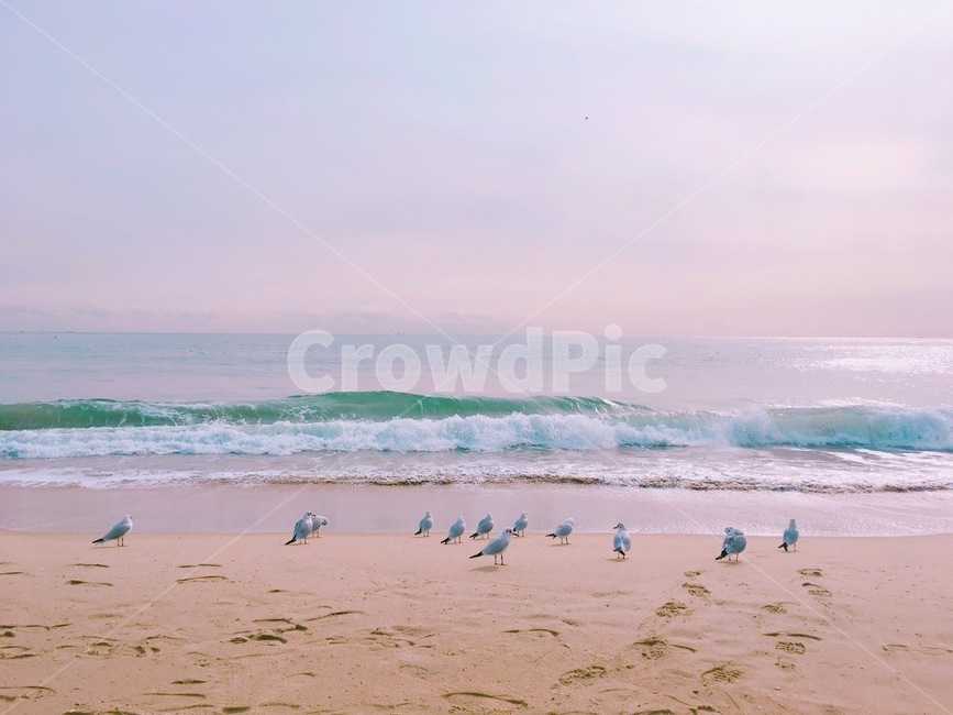 부산,busan,갈매기,바다,감성사진,파도,해변,바다,beach,sea,동물,animal,조류,새,birds