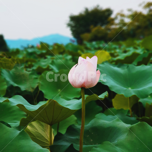 연꽃,풍경,꽃,꽃봉오리,연잎,초록색,분홍색,꽃잎,피기전꽃,분홍색연꽃,두물머리,flower