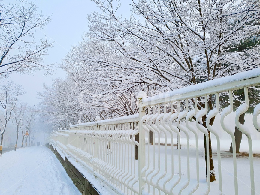 눈,눈쌓인거리,snow,snowystreet,white,흰색,하양색,자연,outdoors,옥외