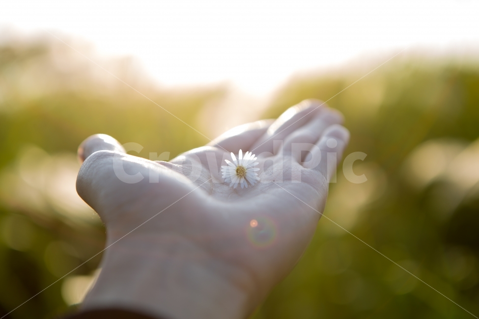 꽃,감성,빛,스냅,풍경,손,식물,자연,plants,nature,꽃,flower,사람,인물,인간,human,person,신체일부,몸,body,감성,sensible,feeling,휴식,힐링,rest,relaxation,healing