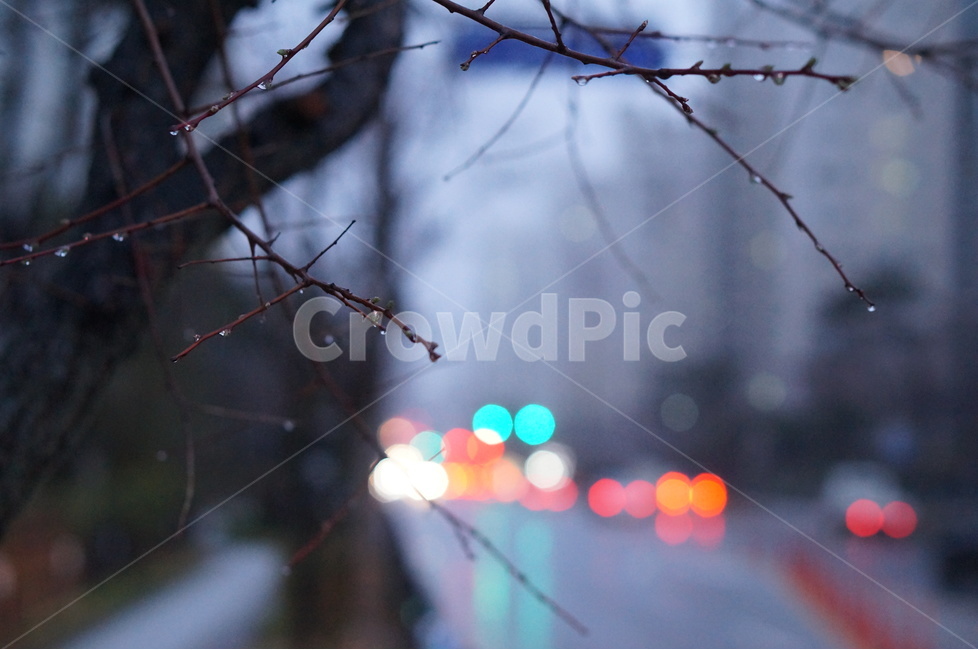 야경,불빛,비,봄,나무,야경,밤,풍경,nightscape,night,landscape,식물,자연,plants,nature,나무,trees,wood,감성,sensible,feeling,교통,교통수단,traffic,transportation,flare,플레어,light,빛