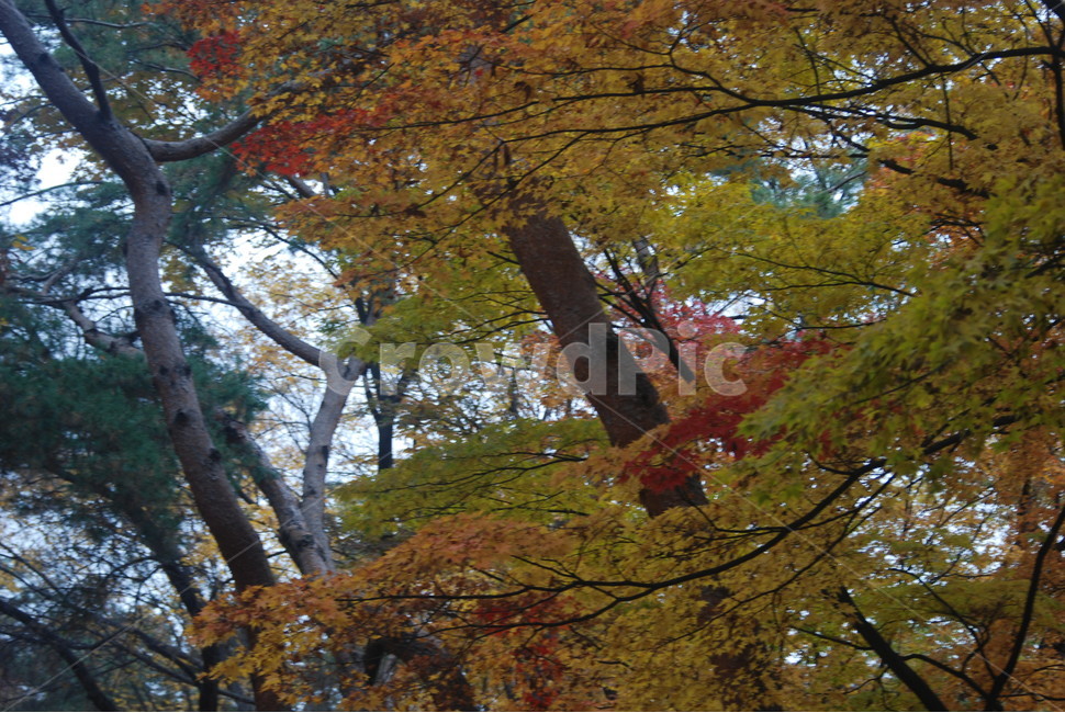 가을풍경,가을단풍,단풍,tree,나무,가을,계절,fall,autumn,season