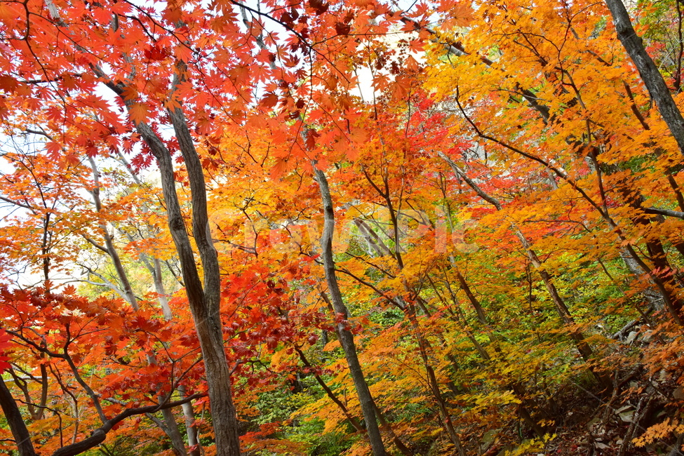 가을,단풍,자연,풍경,북한산,잎,단풍잎,붉은,나무,계절,계곡,숲,힐링,plant,fall,autumn,season,forestnature,landscape,한국자연풍경,한국자연경관,korea,tree,maple,leaf,가을,계절,fall,autumn,season,자연,풍경,nature,landscape,식물,plants,나무,trees,wood