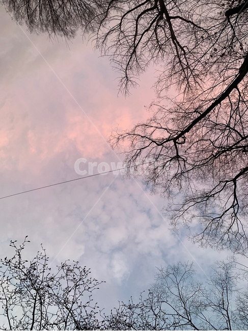 하늘,구름,핑크,파랑,나무,몽환적,자연,풍경,nature,landscape,tree,plant,식물