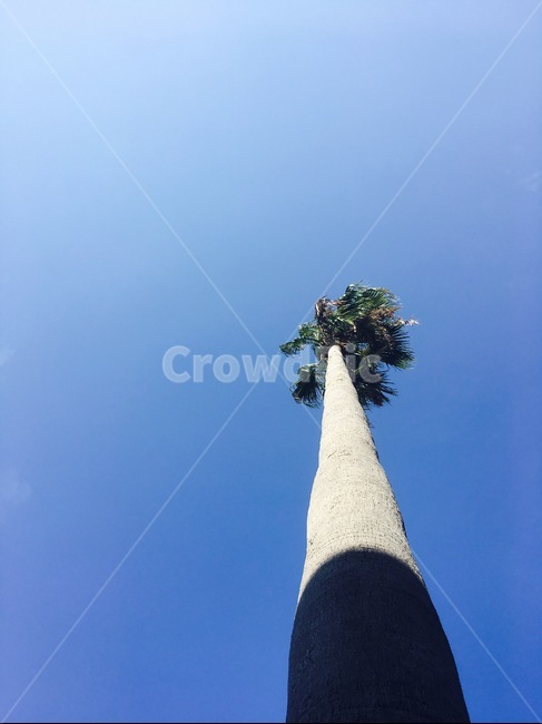 plant,식물,tree,나무,야자수,palmtree,arecaceae