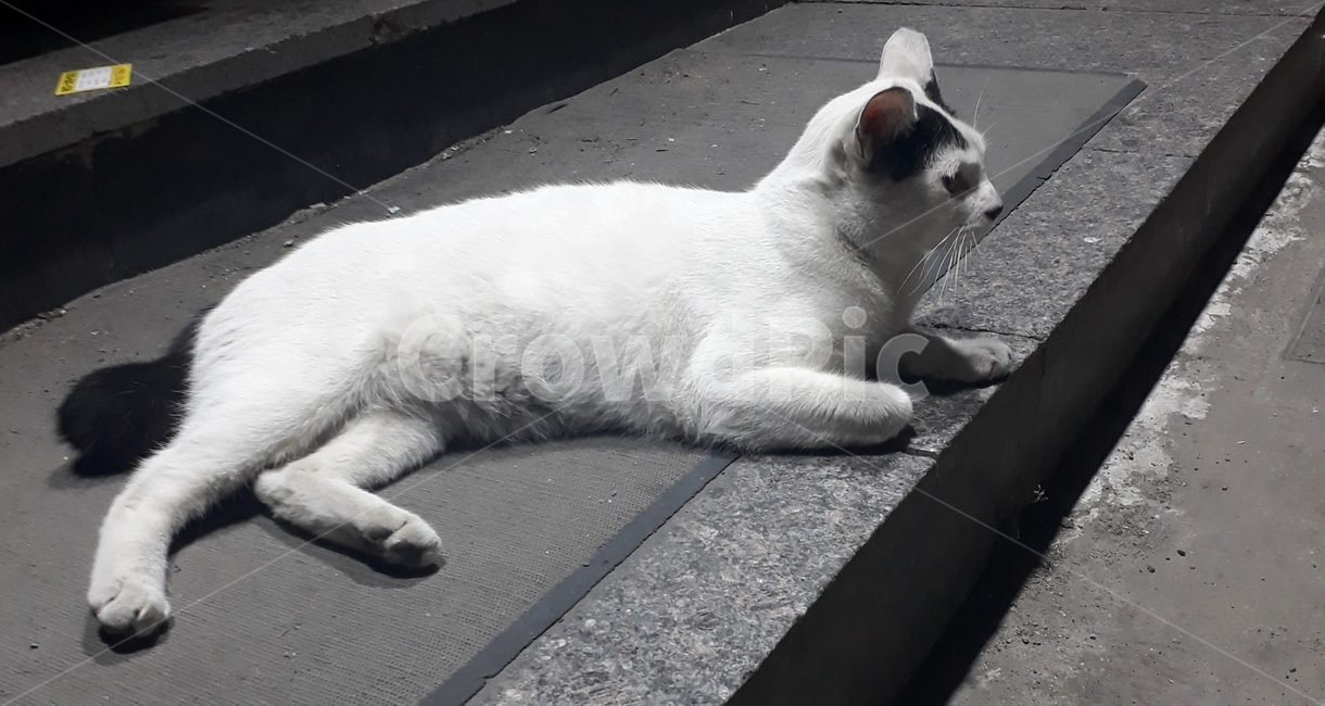 고양이,흰고양이,흰색고양이,귀여운고양이,길고양이