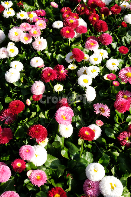 봄꽃,꽃배경,beautiful,bloom,colorful,flowerbackground,garden,natural,red,season,spring,white,식물,자연,plants,nature,꽃,flower