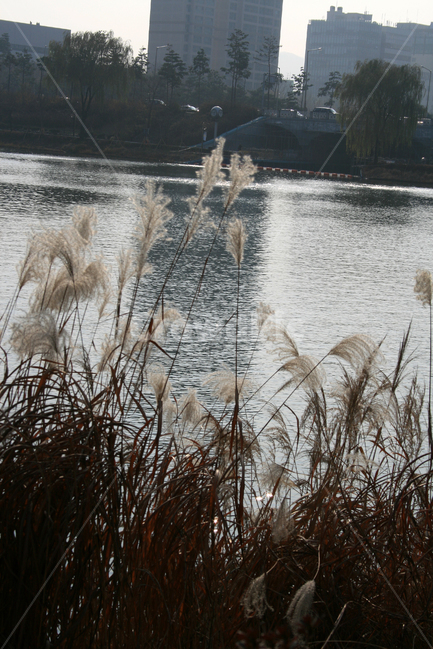 억새,석촌호수,호수,공원,빛,가을,가을,계절,fall,autumn,season,자연,풍경,nature,landscape,grass,잔디,plant,식물,lawn,reed,갈대