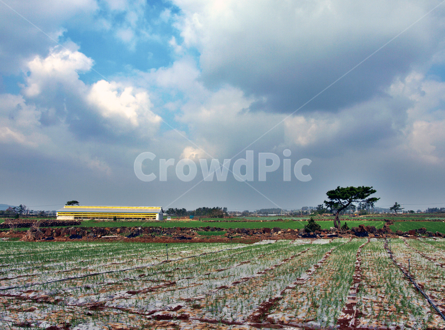 밭,올레12코스,올레길,제주,서귀포시,마늘밭,농작물,산업,industry,industrial,농업,농사,agriculture,farming,farming industry