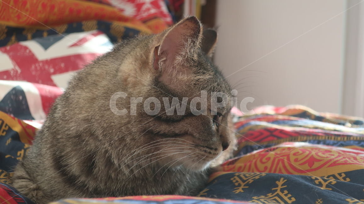 고양이,태비고양이,고등어줄무늬,태비줄무늬,회색고양이,귀여운,반려동물,반려묘,애완동물,집고양이,cat,kitty,kitten,아기고양이,pet,mammal,animal,포유류,동물,동물,animal,포유류,mammal,고양이,cat,kitten,kitty