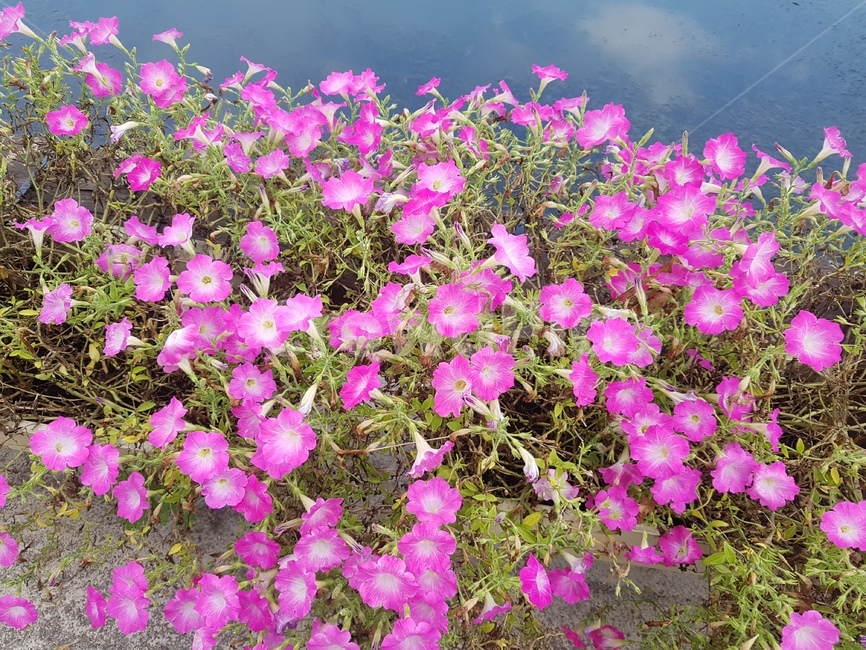 geranium,꽃,제라늄,blossom,식물,flower