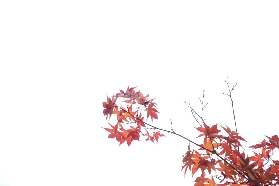 가을,단풍,붉은,red,fall,공,둥근,자연,식물,plant,nature,나무,잎,가을,계절,fall,autumn,season,식물,자연,plants,nature,나무,trees,wood,leaf,tree