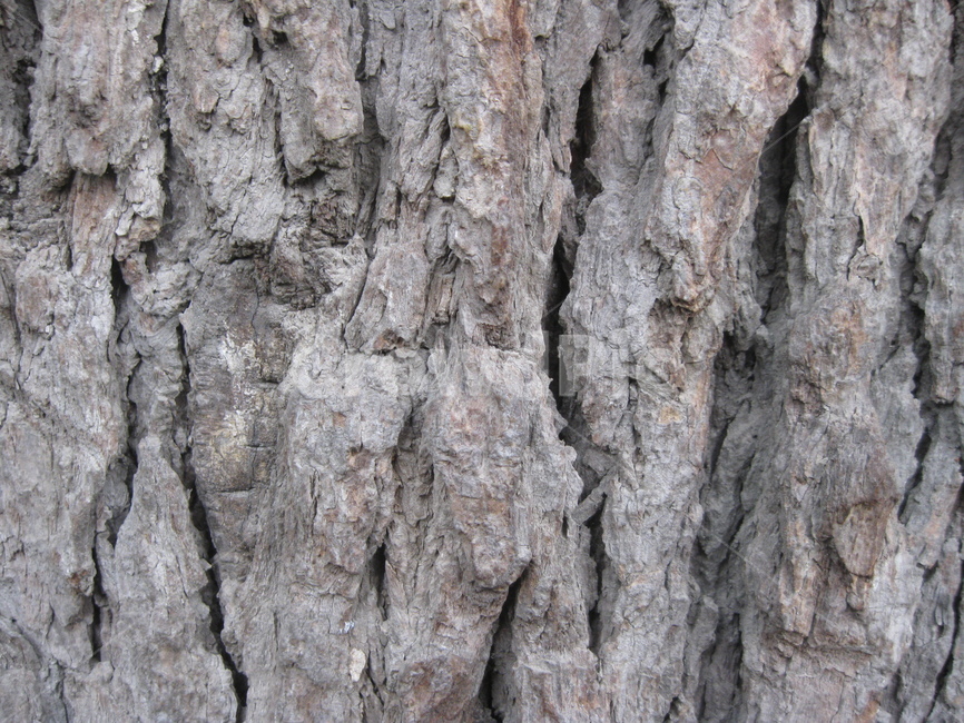 나무,질감,고동색,tree,texture,자연,nature,거친느낌,단단함,고목,균열