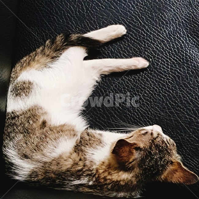 고양이,새끼,아기,캣,베이비,cat,애완동물,애완고양이,냥이,얼룩고양이,baby,sleep,낮잠,미니,kitty,cute,동물사진,감성,애묘인,동물,animal,포유류,mammal,고양이,cat,kitten,kitty