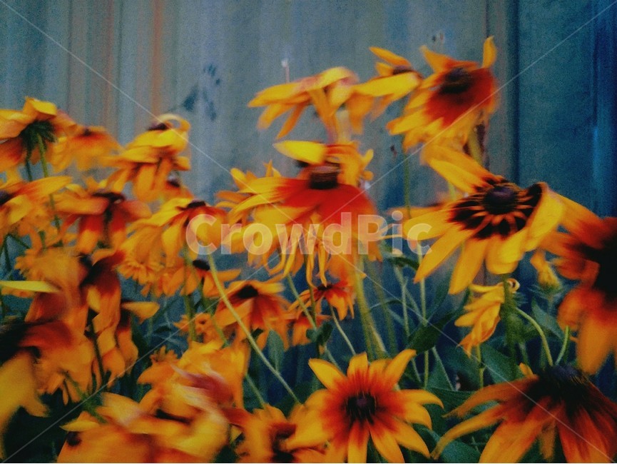 꽃,식물,감성,노랑색,주황색,풍경,자연,꽃밭,flower,sensible,루드베키아,원추천인국