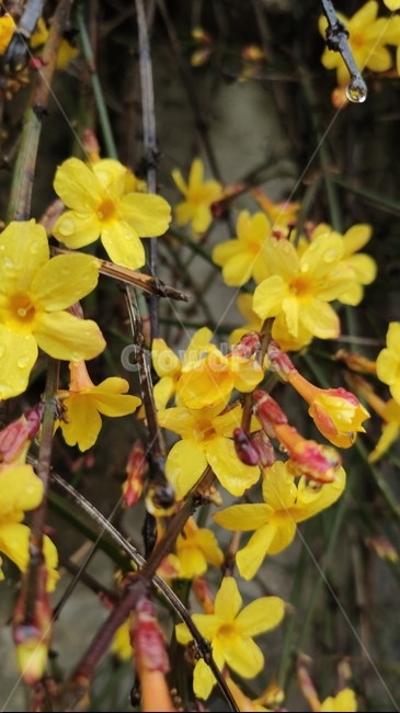 영춘화,중국원산,노란꽃,개나리,봄,봄꽃,blossom,plant,식물,flower,꽃,관상용,개나리꽃