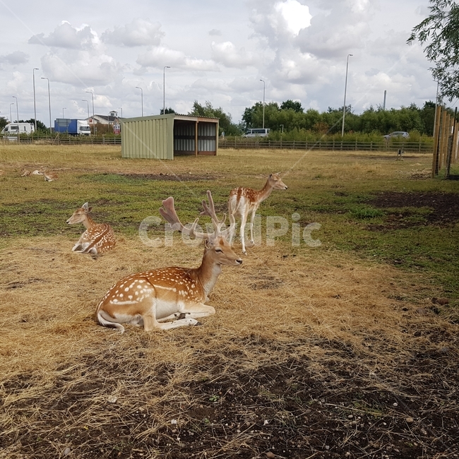 wildlife,야생동물,animal,동물,antelope,포유류,사슴,deer