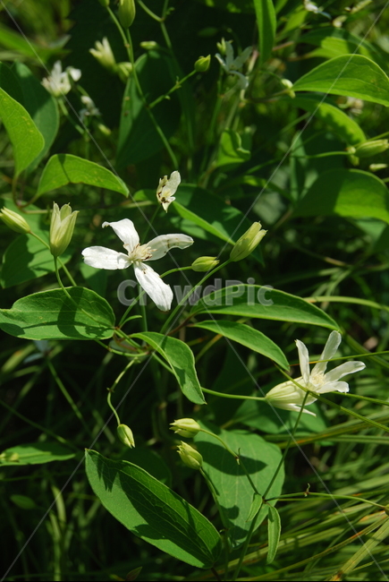 북바위산,국립공원,야생,봄,자연휴양림,식물,자연,plants,nature,꽃,flower