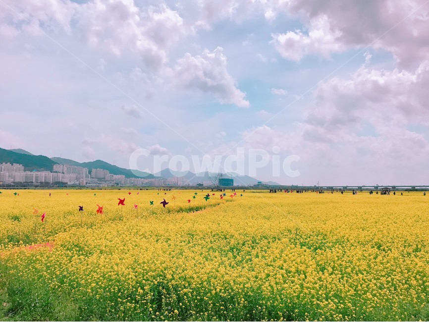 유채꽃,꽃,풍경,봄,하늘,꽃놀이,축제,4월,5월,부산,구름