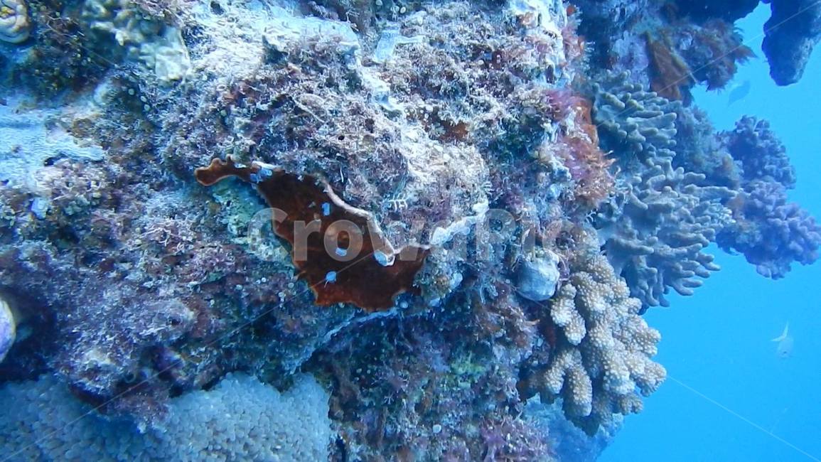 산호,산호초,호주,그레이트배리어리프,greatbarrierreef,스쿠버다이빙,파랑색,자연,자연보호,자연,풍경,nature,landscape,outdoors,옥외,water,물,sea,바다,ocean,대양,sea life,해양 생물,reef,암초,animal,동물,coral reef,fish,물고기