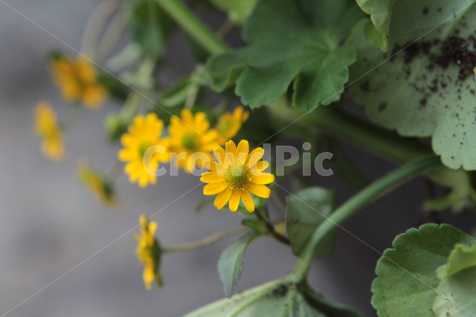데이지,노란꽃,작은꽃,야생화,wildflower,식물,자연,plants,nature,꽃,flower