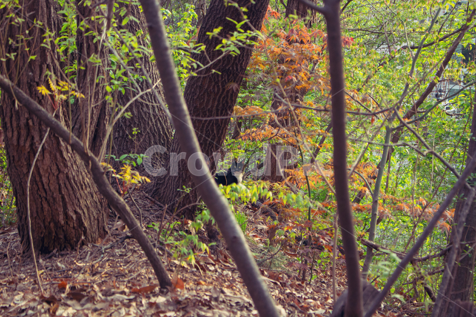 숲,고양이,검은색,네로,나무,동물,cat,animal,forest,tree,trunk,plant
