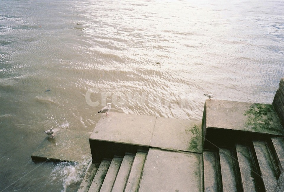 강가,갈매기,강,새,물결,bird,river